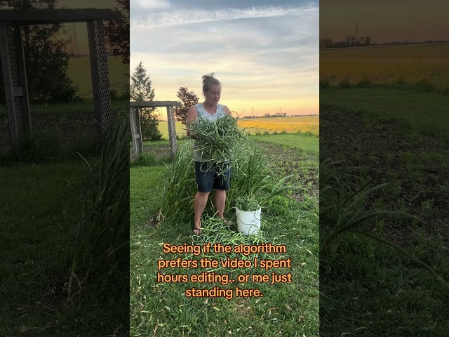 Let’s see which one the algorithm rewards. 😅#ContentCreator #AlgorithmCheck #FarmLife