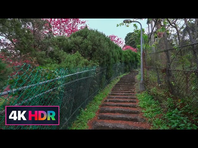 【4K HDR】Taipei Walk-Yangmingshan│陽明山平菁街 年前最後一天亂走 還有櫻花🌸嗎？