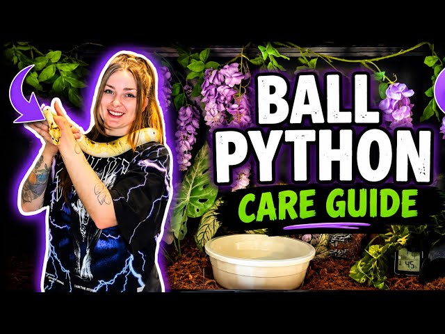 The Ball Python Care Guide 