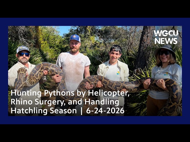Hunting Pythons by Plane, Rhino Surgery, and Handling Hatchling Season | 6-24-2026 | WGCU News