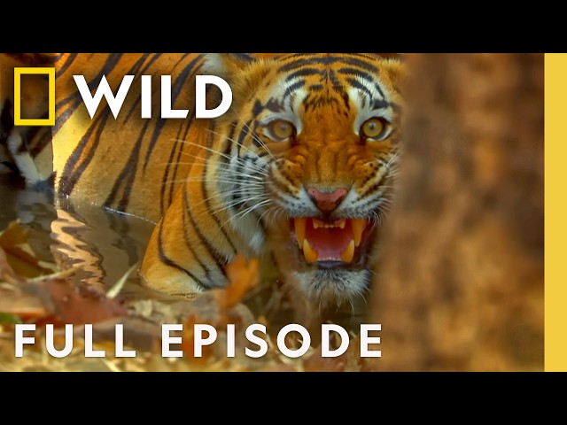 Meet the Kings of the Jungle (Full Episode) | Secrets of Wild India | Nat Geo Animals