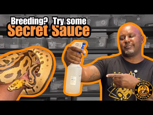 This ONE Trick Increased My Ball Python Breeding Success