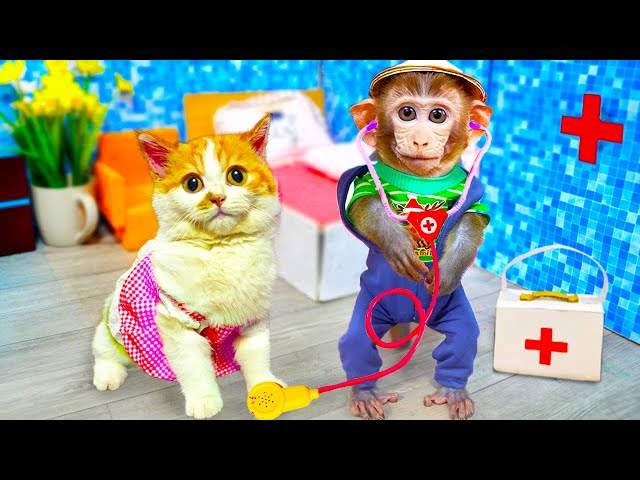Smart Monkey Bi Bon take care of Cheese cat and puppy with duckling | Animals Home Monkey Videos