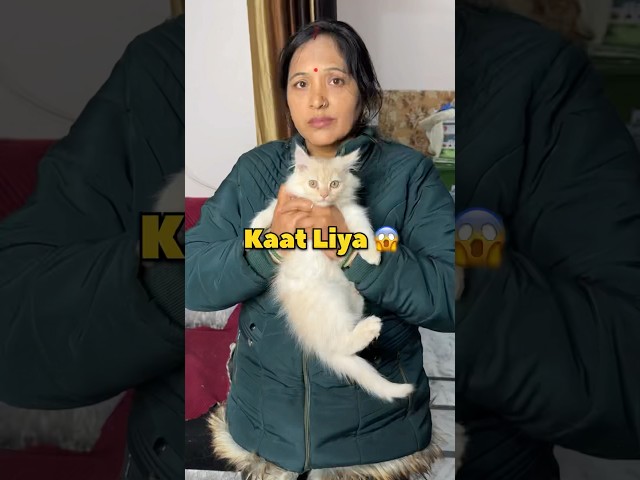 Jumbo Ne Kaat Liya 😱 #shorts #vlog #minivlog #cat
