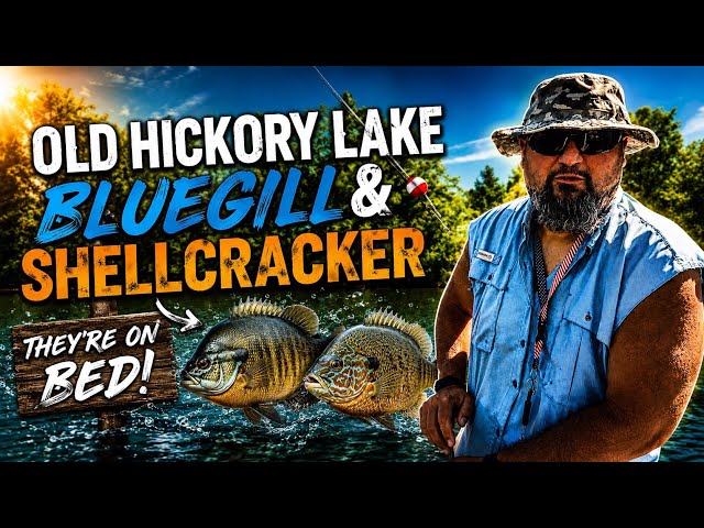     BIG Bluegill & Shellcracker In The Shallows!