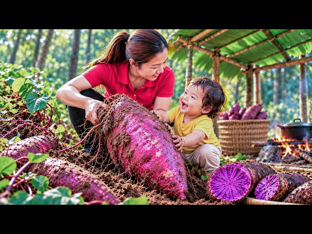 Harvesting Giant Purple Sweet Potatoes with My Daughter | Cooking Giant Potatoes Over Wood Fire.