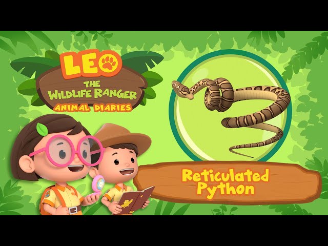 The Reticulated Python | One of the LONGEST snakes! | Leo the Wildlife Ranger | Fun Animal Facts