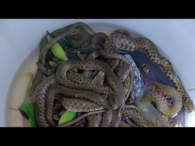 My friendly pet snakes. Thanks for watching.