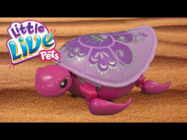 Little Live Pets Lil' Turtle Season 2 Shelly from Moose Toys