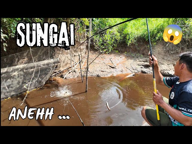 NEGEK GABUS SUNGAI OJEZ