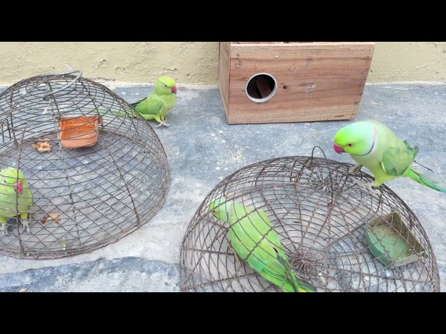 Home breeding parrot 🦜 my lovely parrot 🦜 