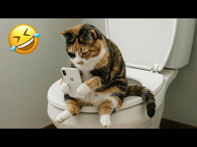 The Funniest and Most Dramatic CATS Video Ever😂😂 Funniest Cats & Dogs | Funny Animals 🐶😹