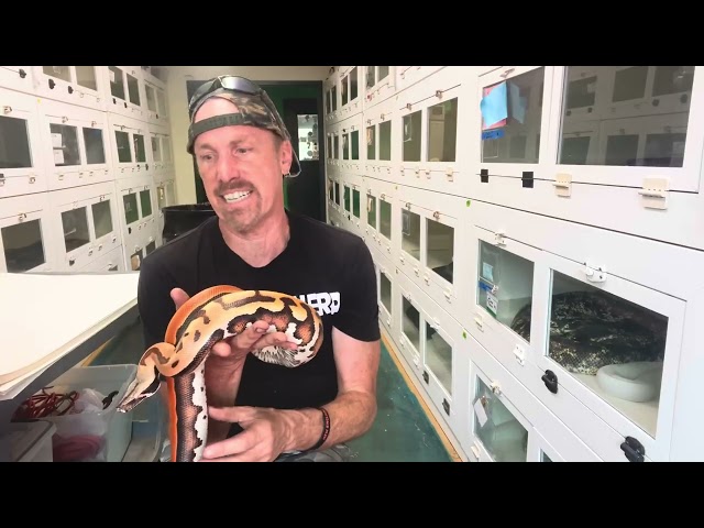 Blood Pythons, Why I keep Obsessing