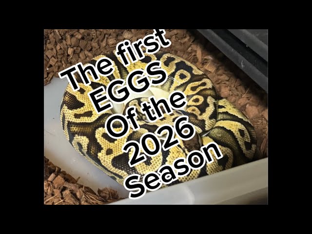 The first ball python eggs of the 2026 season