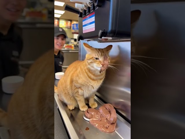 The Real Reason the Ice Cream Machine is 'Broken' 🍦😹