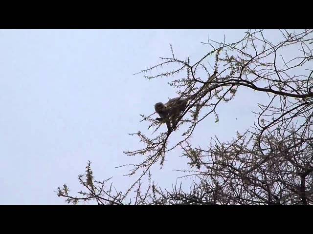 Baby baboon goes out on a limb