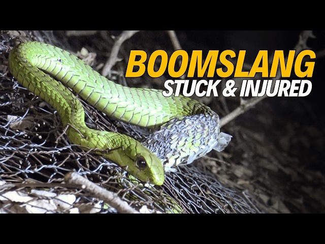 Night Rescue: Venomous Boomslang Stuck on a Roof