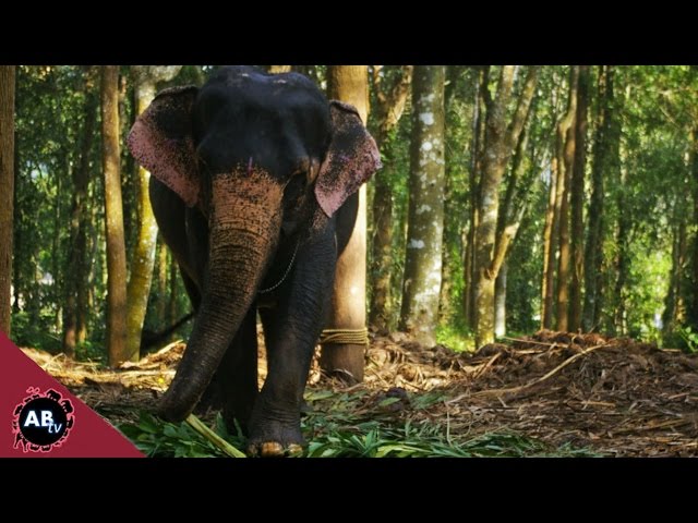 Giant Elephants & The Snake House! Corey Wild - Ep. 27 : AnimalBytesTV