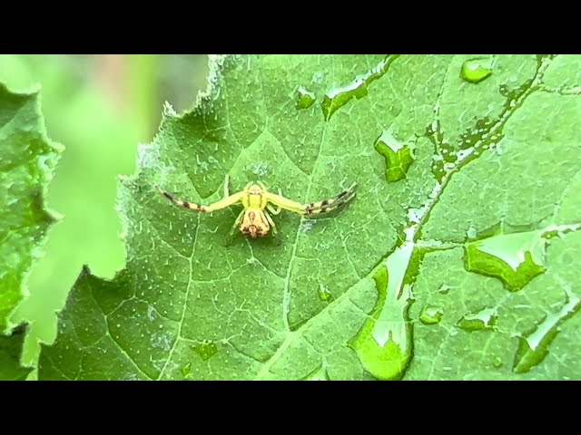 Misumena vatia Goldenrod Crab spider | Copyright-free video anyone can use Creative Commons
