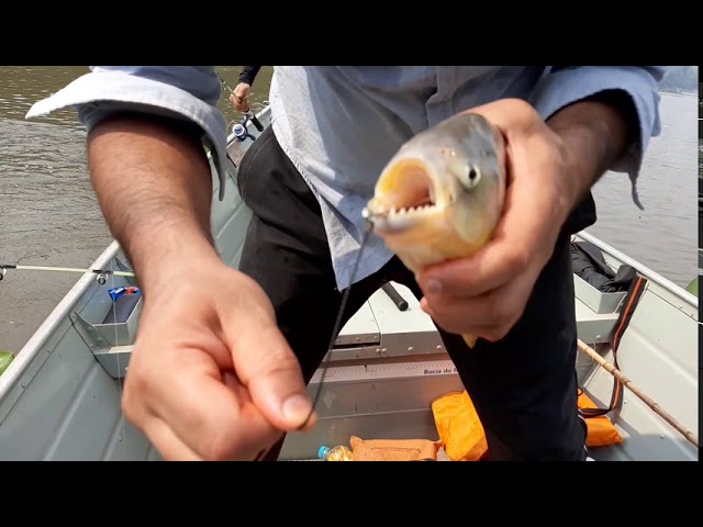 Human Hand vs. Piranha! Piranha bites & tears apart his finger     #piranha #fishing #brazil #amazon