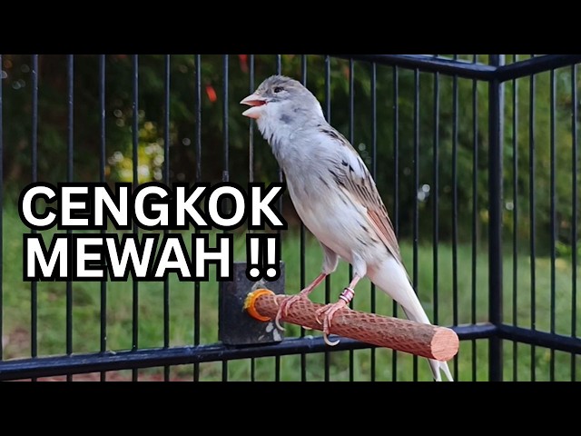 Kenari Gacor Ngerol Sampai Tuntas – Cocok untuk Isian & Pancingan  Kenari PAUD AGAR BUNYi
