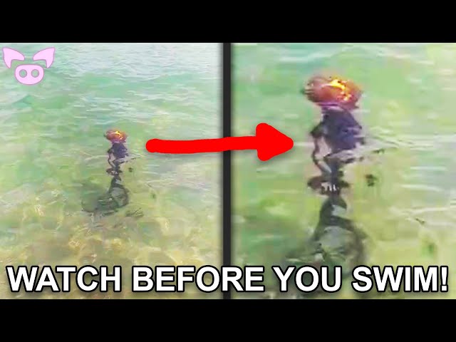 Wild Cryptid Sightings Caught on Camera