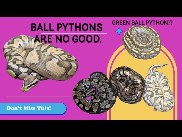 The Ball Python Backlash – What Happened in Herpetoculture?
