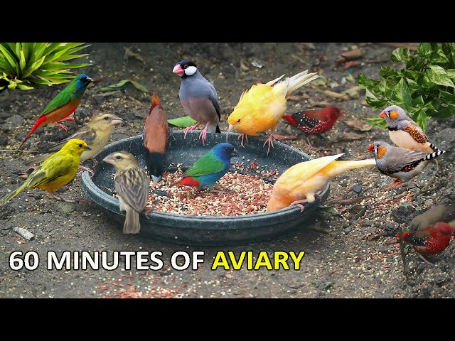 1 Hour of Mixed Aviary Birds - Canary, Java finch, Zebra Finch, Parrot Finch and more
