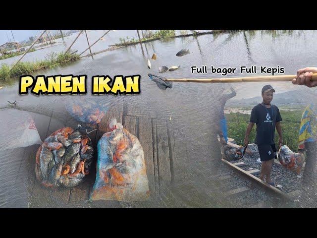 Branjang rawapening / jangan diskip full ikan lompat dan terbang. bawa pulang ikan sekarung