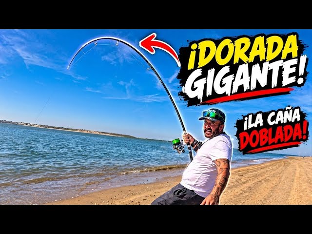I CAUGHT THE MONSTER! The giant gilthead seabream that tried to challenge me