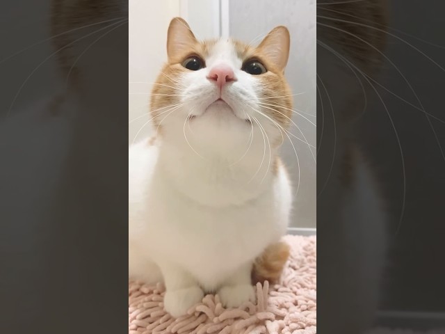 Kitty meowing to attract cats