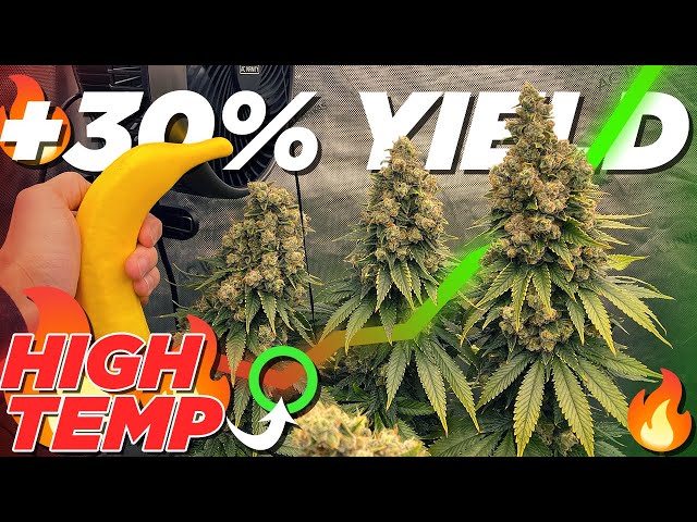 How to Use CO2 For MAXIMUM Yield Potential Indoors