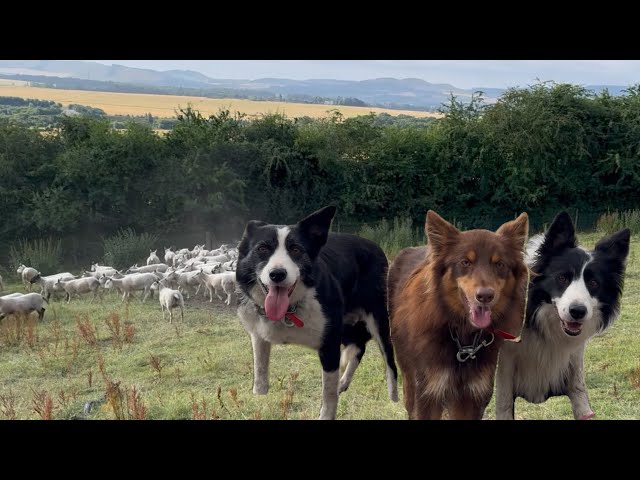 Three amazing sheepdogs, very smart sheep confused my dogs 