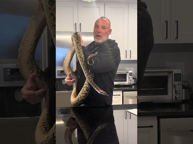 Unboxing a Burmese Python