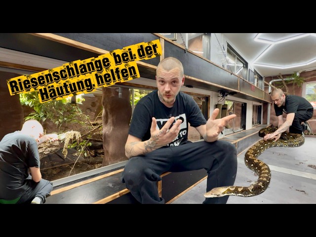 Water change for Nagini – 16–20 feet of pure muscle!