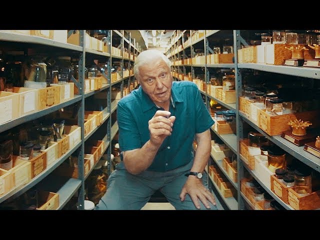 Sir David Attenborough on Museum Collections - 360