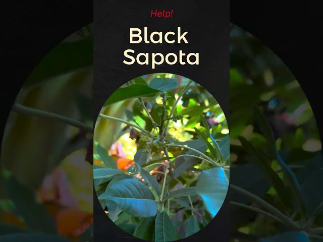 Did My Black Sapote Tree Finally Grow Fruit?