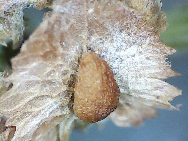 Nature Under microscope