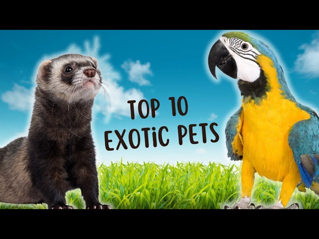 Exotic Pet Favorites: The Top 10 Most Popular Picks Unveiled!