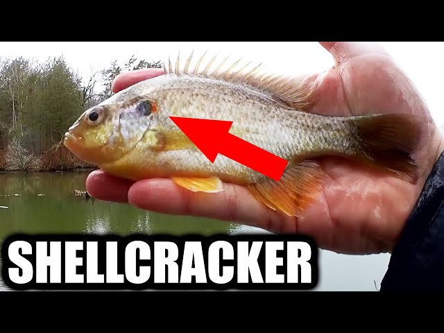 Fishing For Shellcracker With Worms - Bank Fishing for Shellcracker
