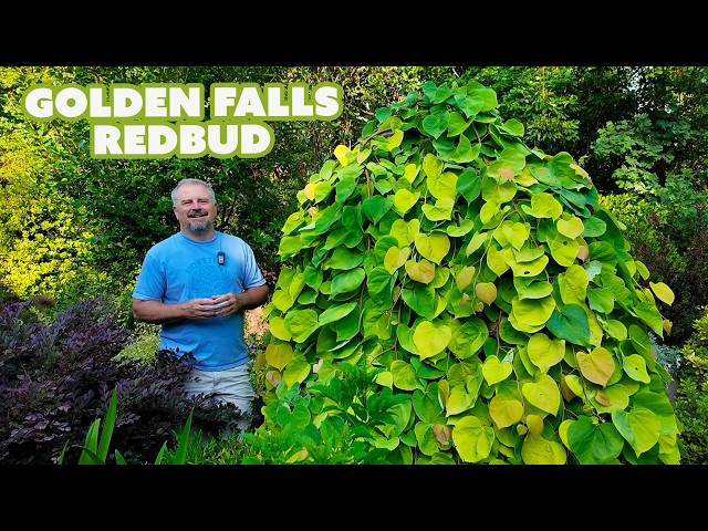 Golden Falls Redbud (Cercis canadensis 'Golden Falls') - Garden Plants with Jim Putnam