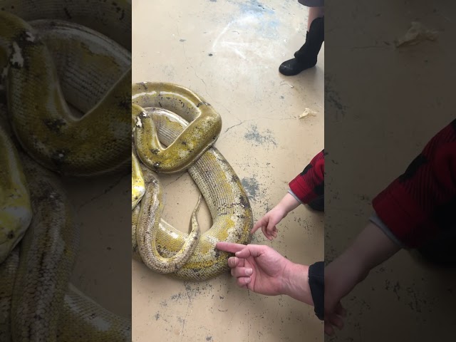 Moo cow reticulate python meets a four year old.