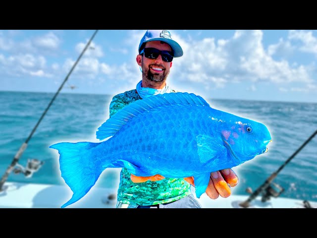 Searching for the Elusive Blue Parrotfish