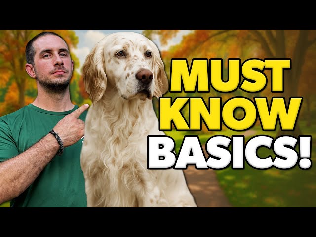 Dog Training Basics - 4 Essential Commands Every Dog Owner Must Know!