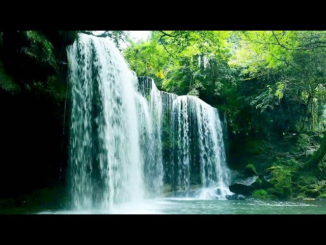 Calm Woodland Stream with Beautiful Birdsong, Relax and Unwind, ASMR