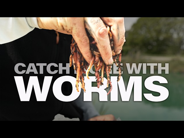 Catch More Fish with Worms: Mainline Match Fishing TV