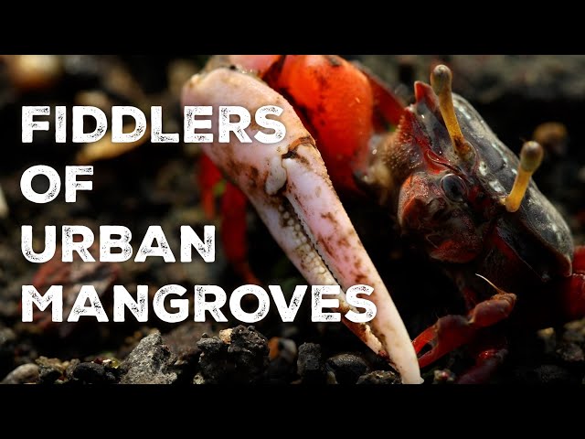 FIDDLERS of URBAN MANGROVES | A natural history film on fiddler crabs