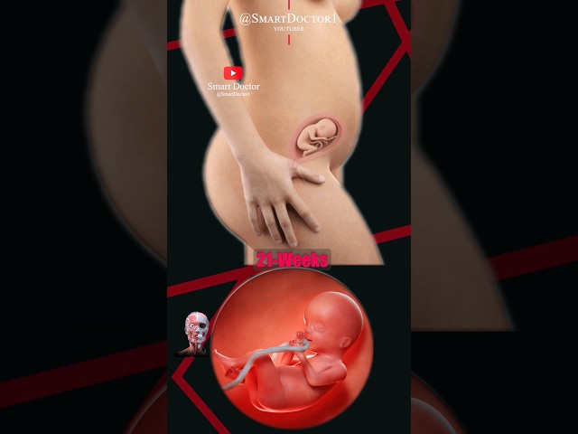 Pregnancy Week by Week 💕