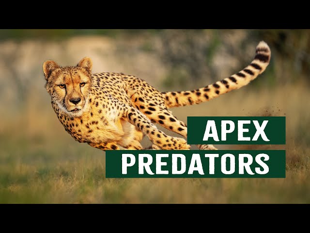 The Ruthless Apex Predators At The Top Of The Animal Kingdom | Top Cats Documentary