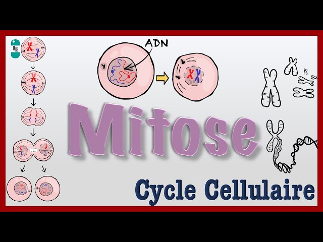 Mitose - Explication simple, Division CELLULAIRE, chromosomes, cycle cellulaire